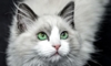 cat-1069990-155230.jpg