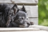 Vivre avec un chien paralysé