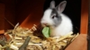 Comment prévenir les coups de chaleur chez le lapin ?
