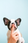 Chiot propreté Vetoweb