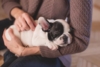 L'otite chez le chien