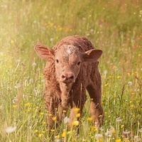 calf-young-animal-beef-livestock-155227.jpg
