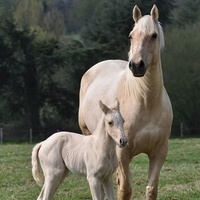horses-743905-155233.jpg