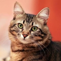Vous avez un chat ? C'est par ici.