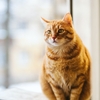 Chat surpoids