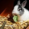 Comment prévenir les coups de chaleur chez le lapin ?